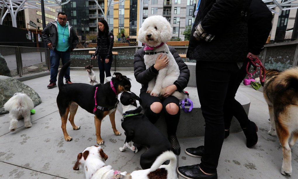 3 Amazon dog park Nestpick Magazine